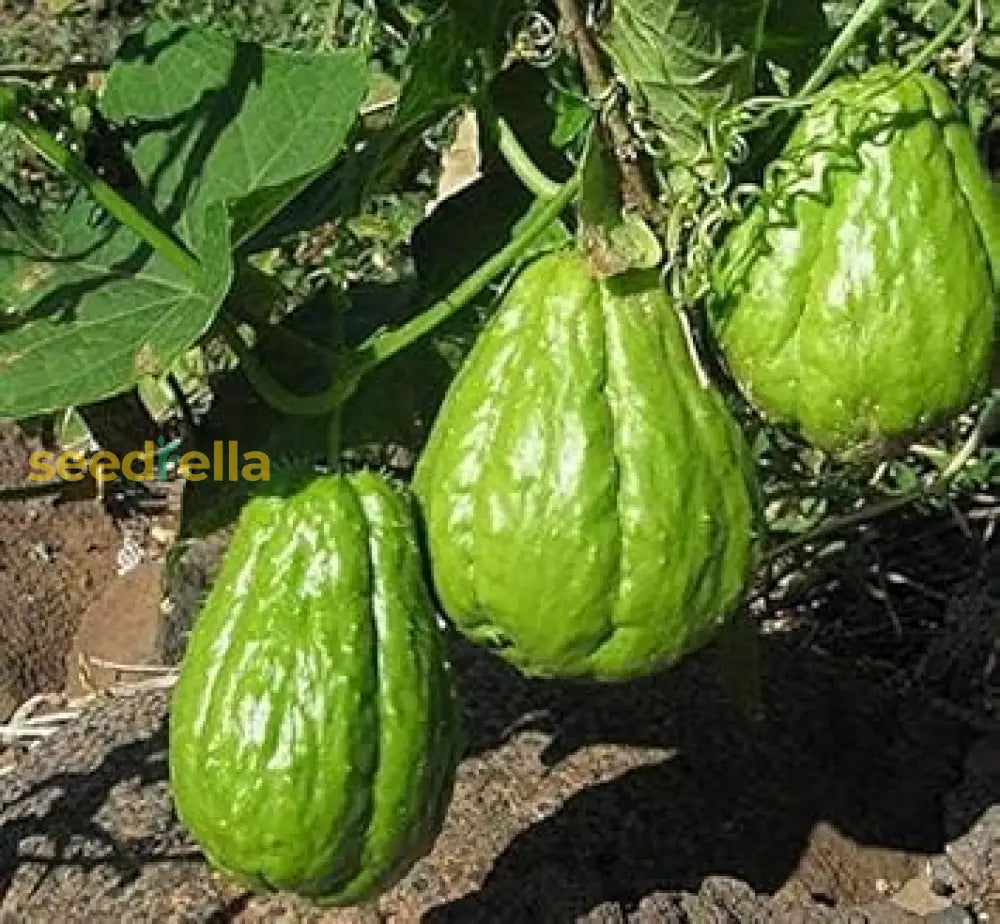 Chayote Seeds For Planting - Premium Vegetable Fruit