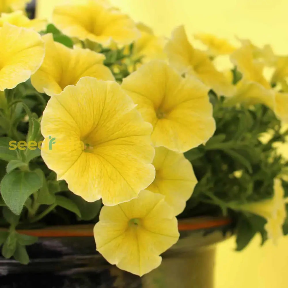 Cheerful Yellow Petunia Seeds For Brightening Your Garden