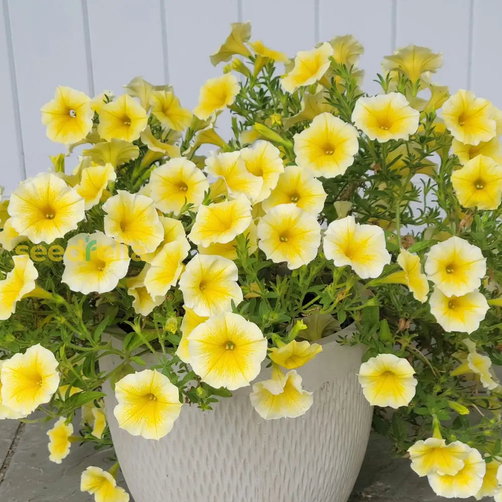 Cheerful Yellow Petunia Seeds For Brightening Your Garden