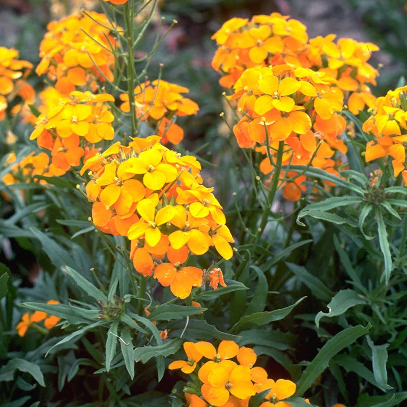 Orange Cheiranthus Flower seeds for Planting Wildflower Mix Heirloom & GMO Free Seeds for Home Garden 
 
 Sale seeds for home garden planting