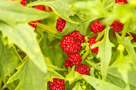 Chenopodium foliosum leaves and berries close-up