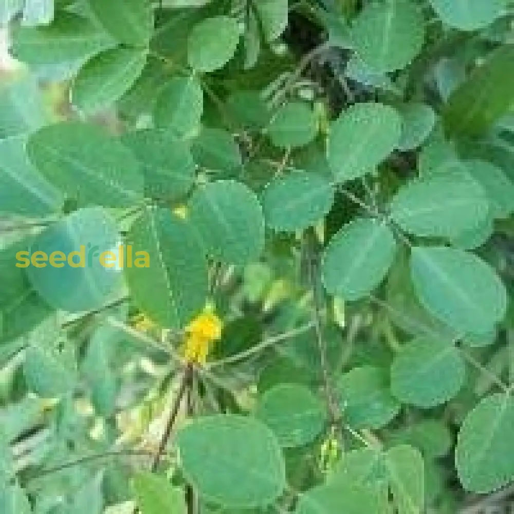 Chepil Buy Chepil Longirostrata Seeds for Easy Planting