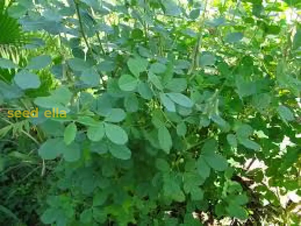 Chepil Longirostrata Seeds For Easy Planting Plant Seeds