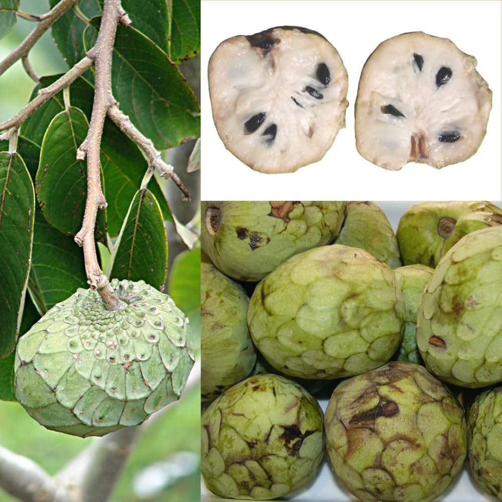 Cherimoya seeds for planting Annona cherimola