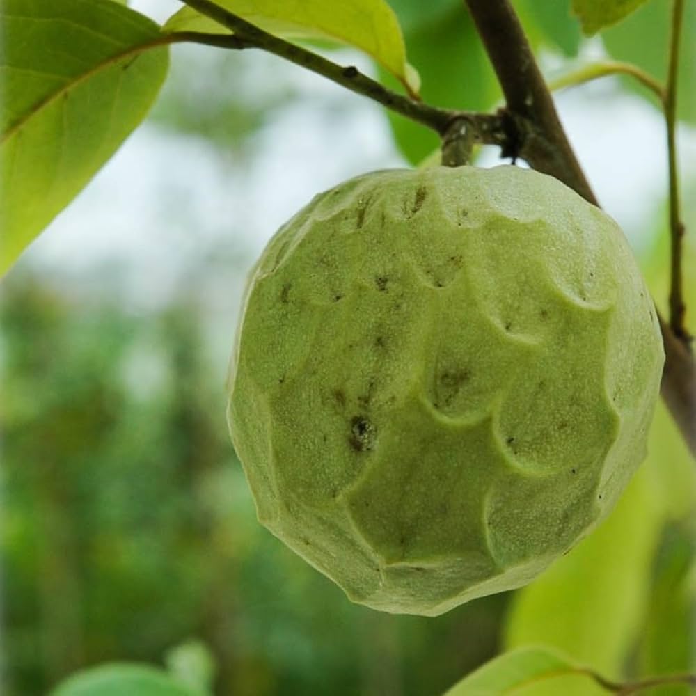 Cherimoya tree with green heart-shaped fruit