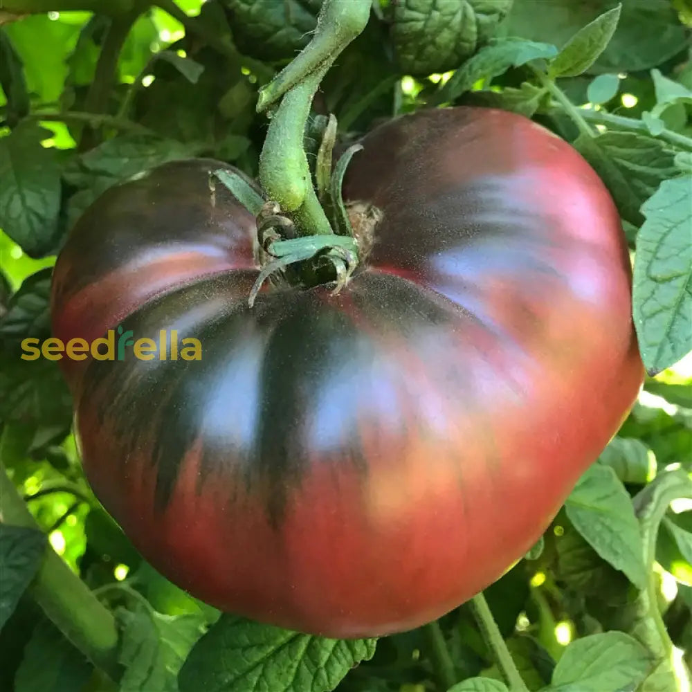 Cherokee Purple tomato seeds heirloom variety