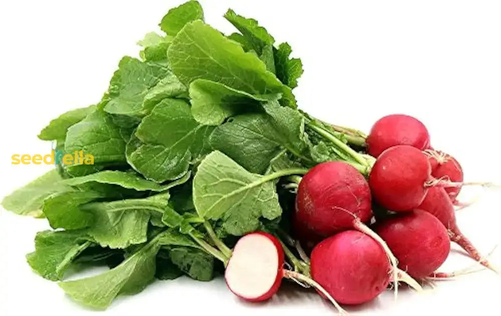 Cherry Belle Radish Planting Seeds Vegetable Seeds