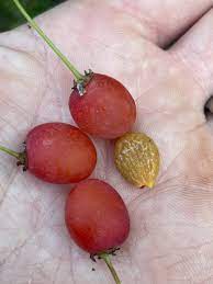 Cherry Prinsepia seeds flowering shrub in garden landscape