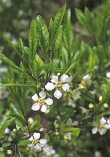 Cherry Prinsepia seeds Prinsepia sinensis shrub with white flowers
