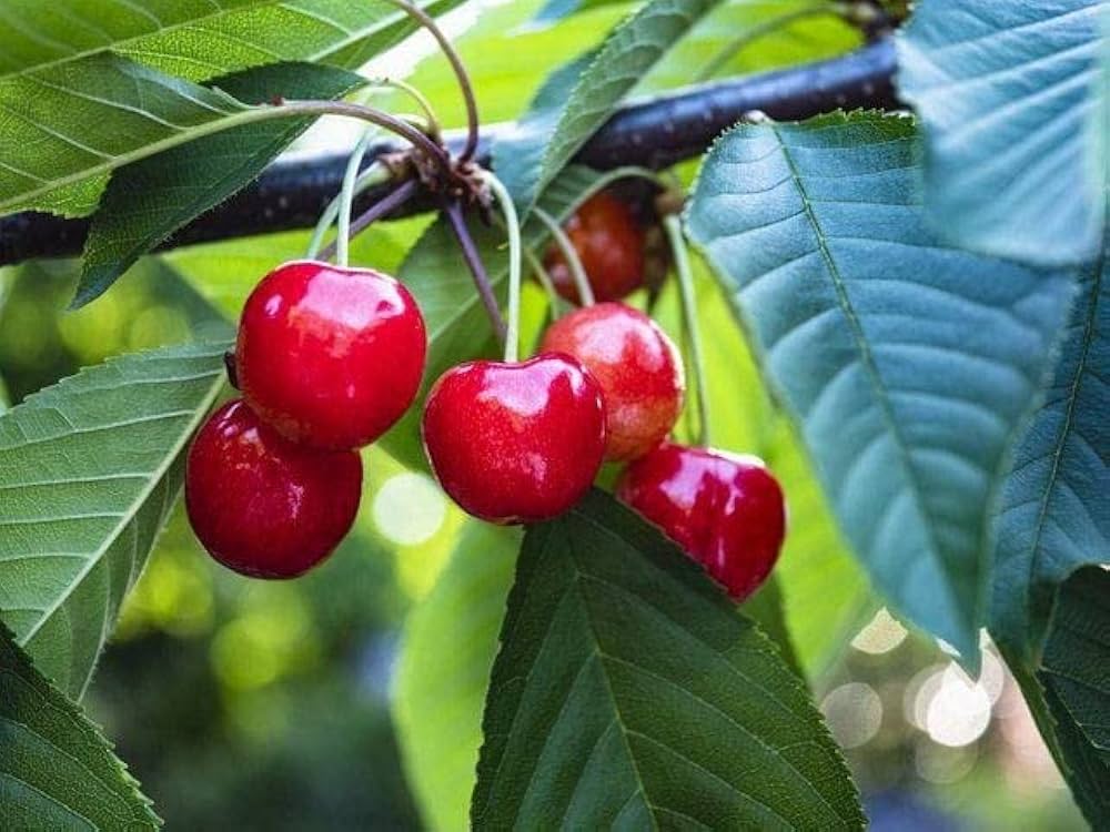 cherry-tree-seeds-home-garden