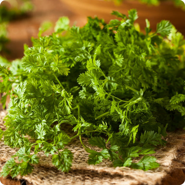 Chervil seeds Curled Anthriscus cerefolium plant for home gardening