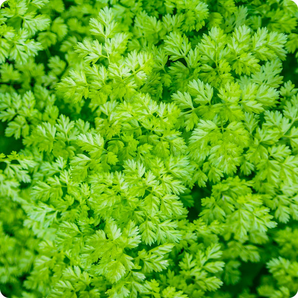 Chervil seeds Vertissimo Anthriscus cerefolium leafy plant