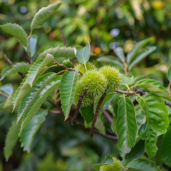 Healthy Chestnut Seedlings Growing in Pots