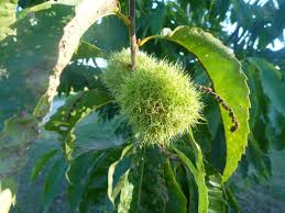 Chestnut Seeds Germinating in Potting Soil