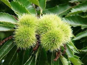 Chestnut Seeds for Easy Indoor and Outdoor Planting