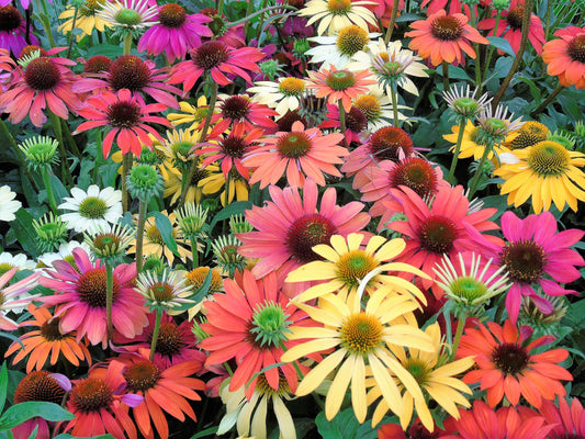Cheyenne Spirit Coneflower Echinacea Non-GMO Seeds for Planting