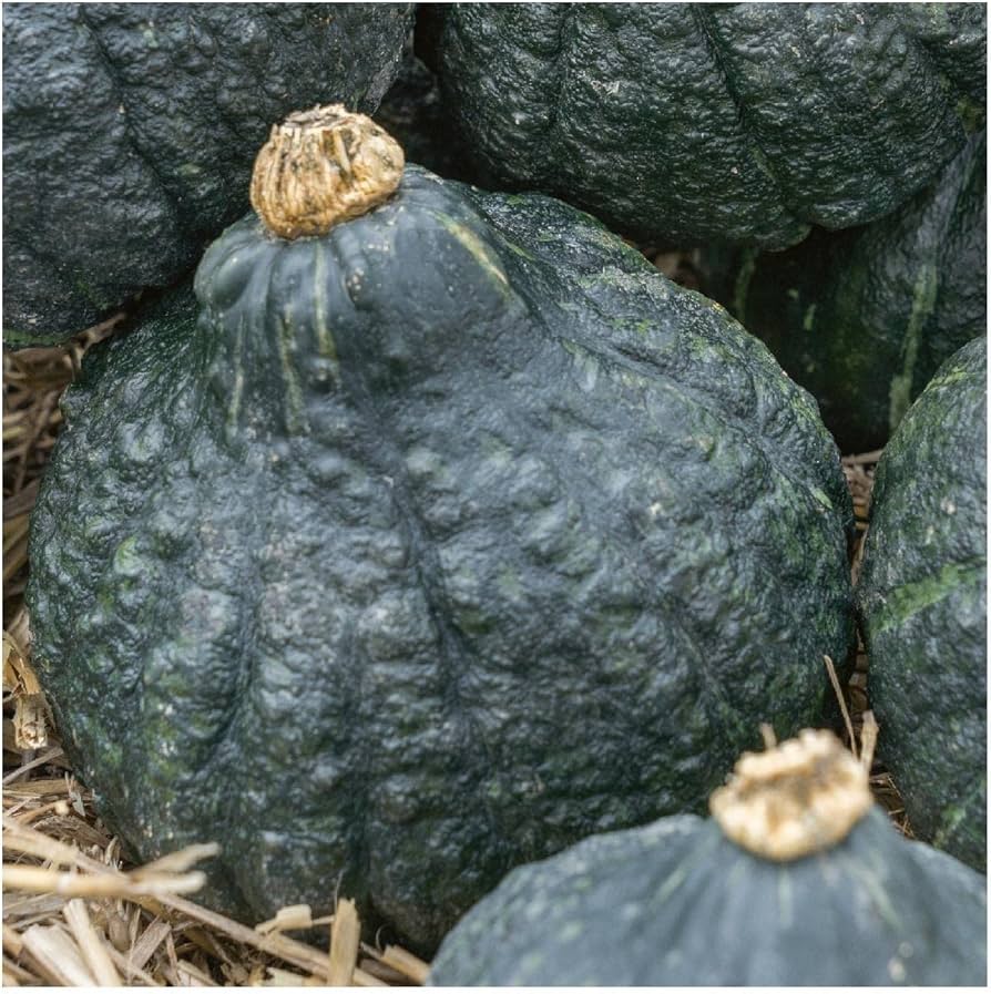 Chicago Warted Hubbard squash seeds for planting