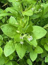 Chickweed plant growing with small white flowers