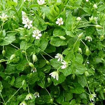 Chickweed seedlings sprouting in garden soil