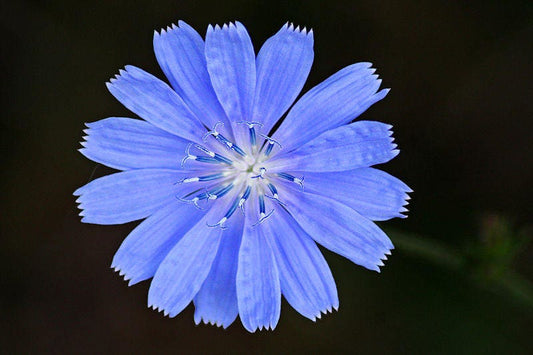 Chicory Blue Daisy Seeds Cichorium intybus Herb and Flower