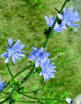 Chicory Roots Cichorium intybus Prepared for Coffee Substitute