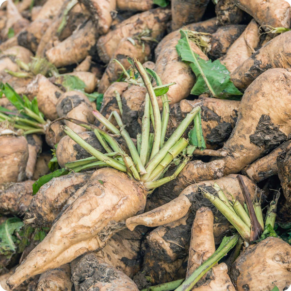 Coffee Chicory seeds Cichorium intybus plant for home gardening