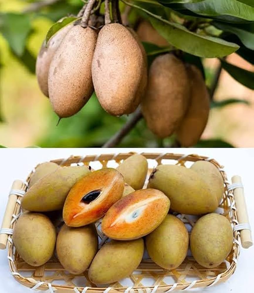 Manilkara zapota seedlings sprouting