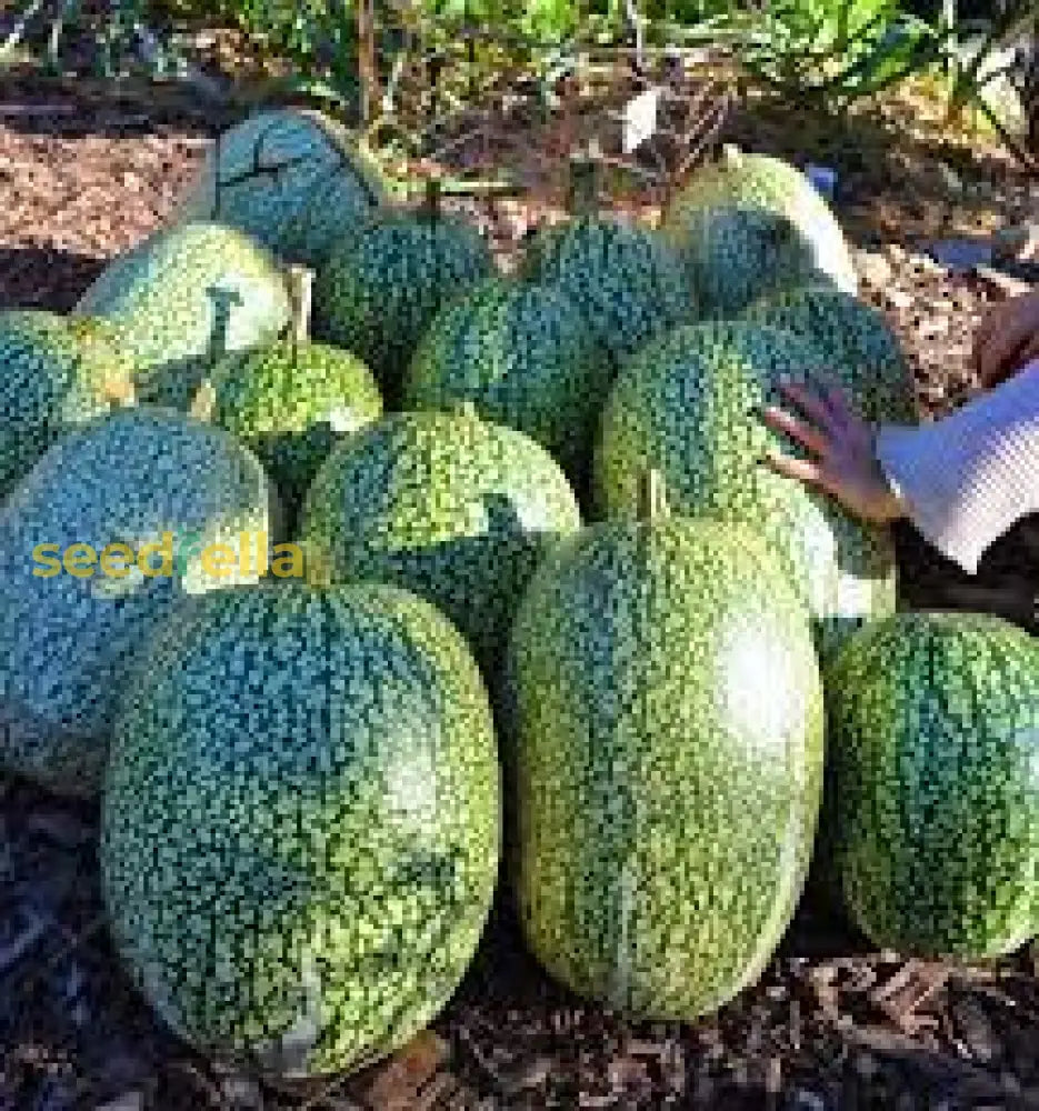 Chilacayote Fig Leaf Gourd Seeds For Easy Planting Vegetable Seeds