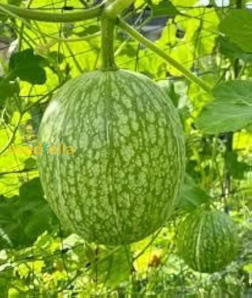 Chilacayote Fig Leaf Gourd Seeds For Easy Planting Vegetable Seeds