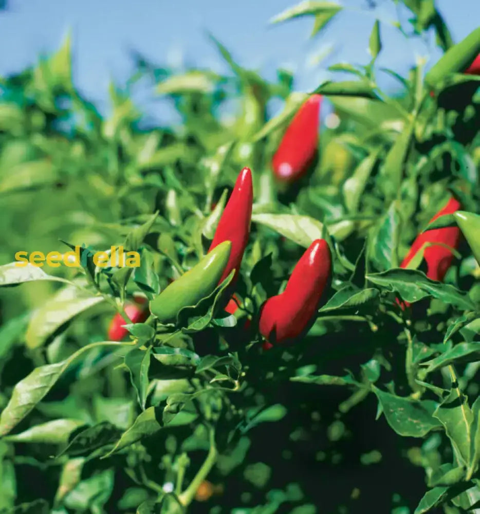 Chile Pepper Planting Seeds For Vegetable Gardens Seeds