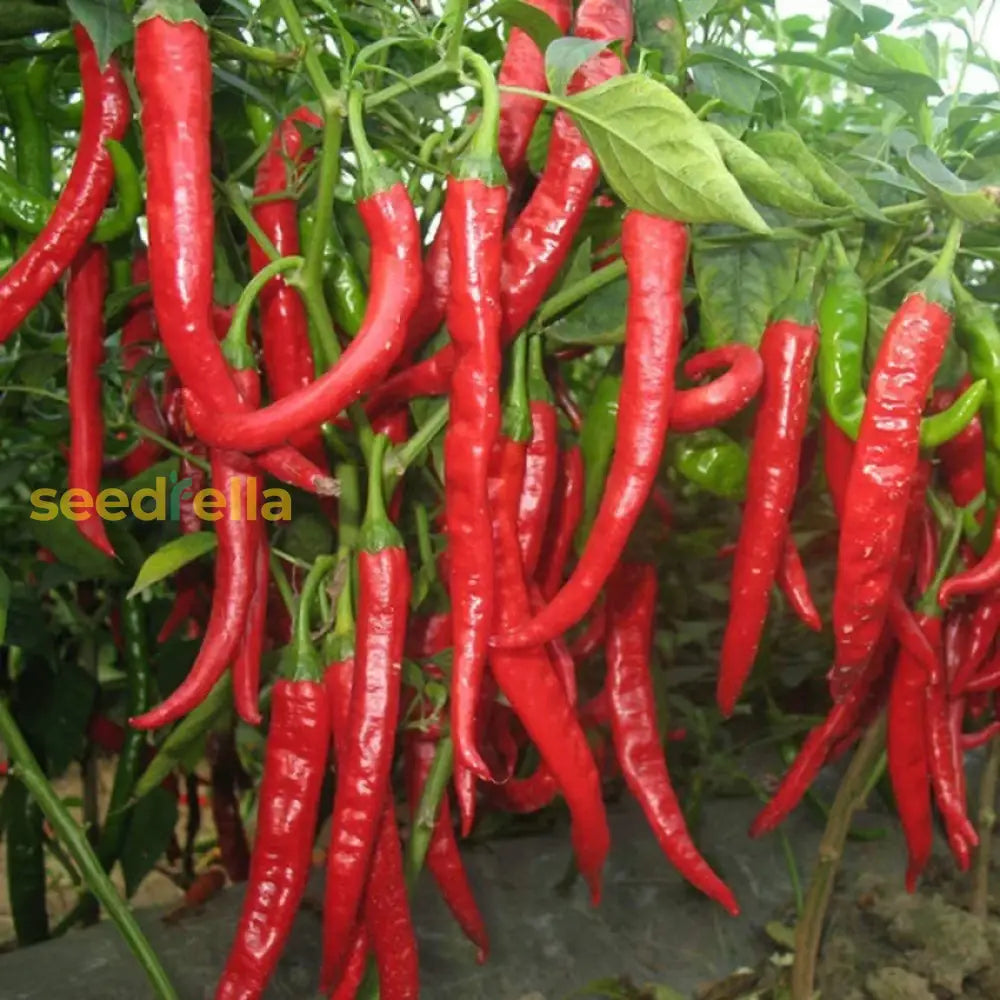 Chili Brazilian Maroon Seeds For Vibrant Gardens - Ideal Planting Vegetable Seeds