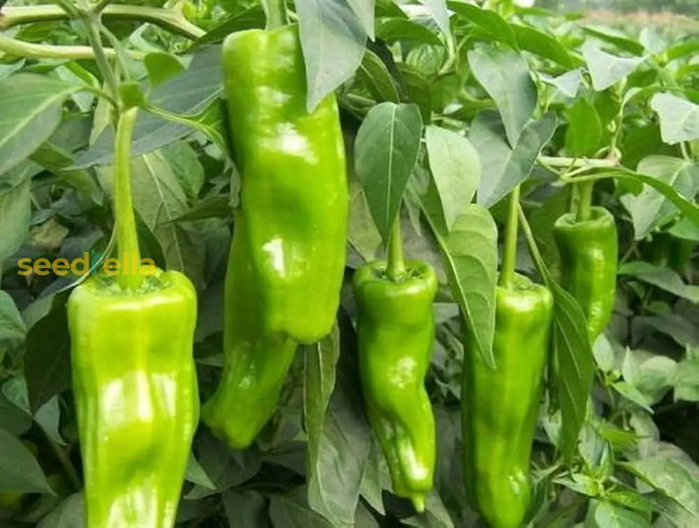 Chili pepper plant seeds for vegetable gardens