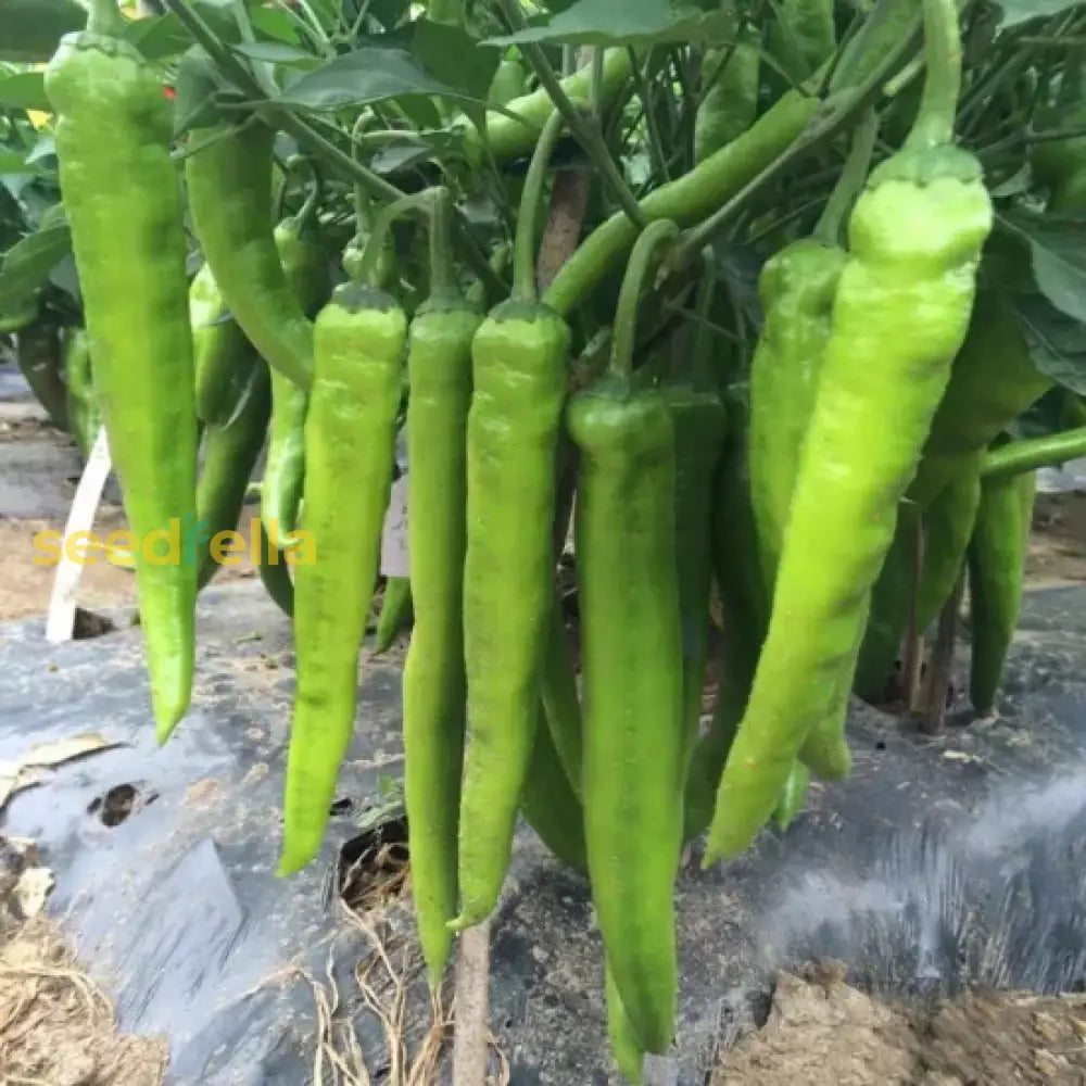 Chili Pepper Vegetable Seeds For Easy Planting Seeds