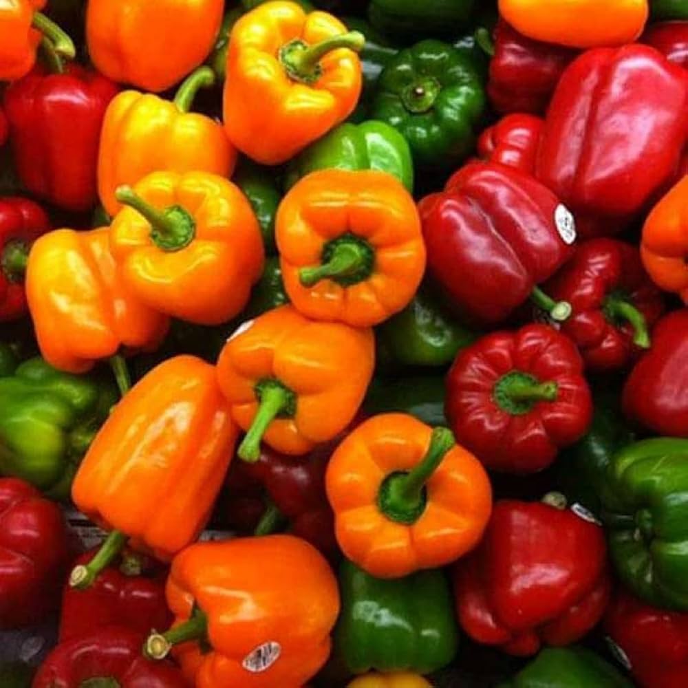 Chili Pie Bell Pepper Seeds for home garden paprika peppers