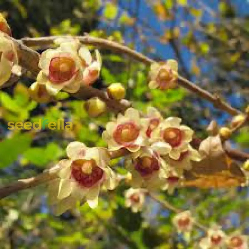 Chimonanthus Praecox Yellow Flower Seeds For Planting  Seed Early Blooming