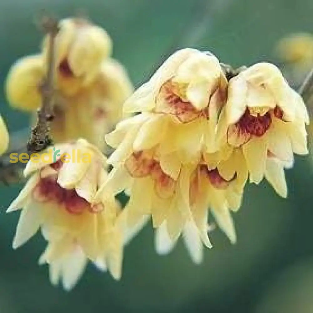 Chimonanthus Praecox Yellow Flower Seeds For Planting  Seed Early Blooming