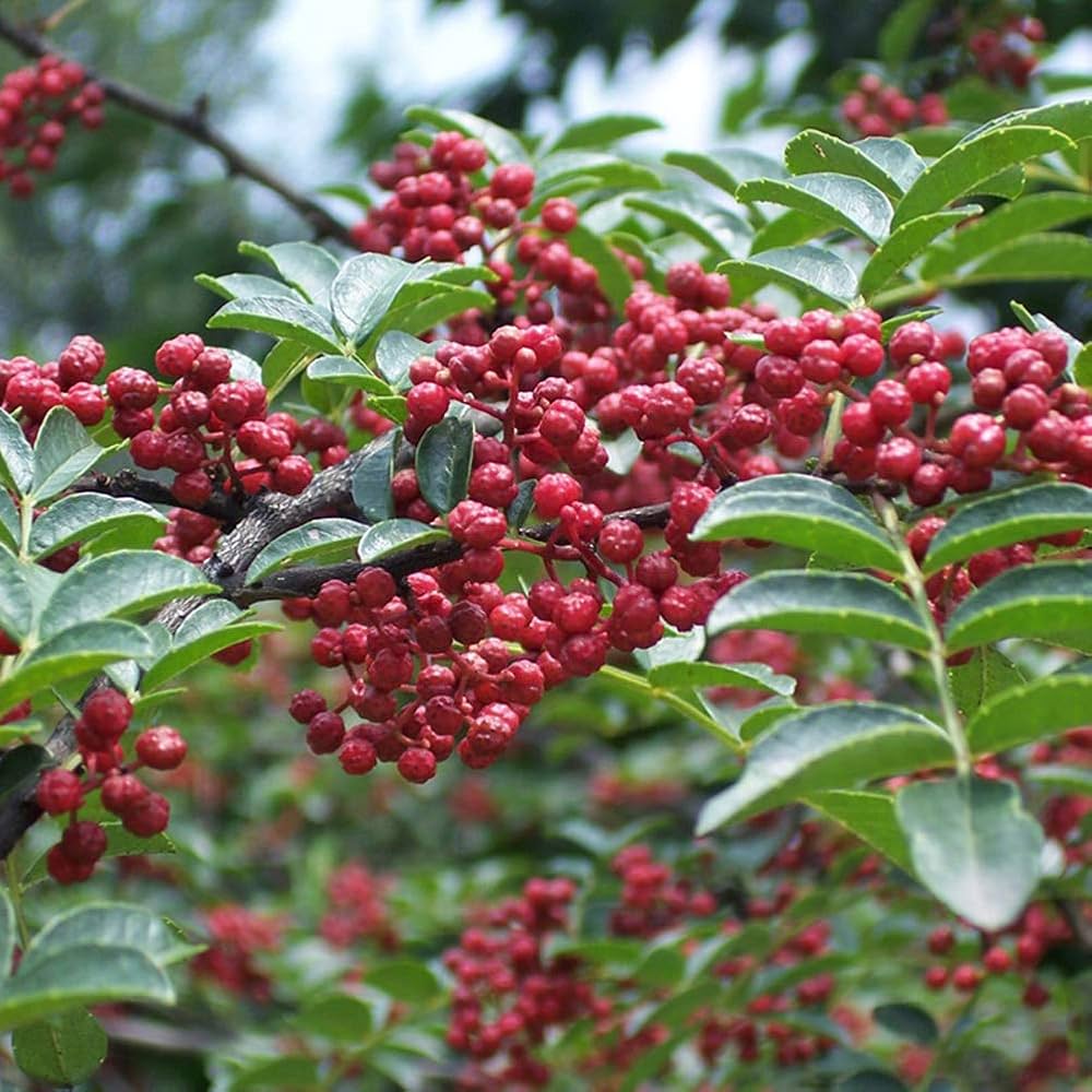 Chinese Ash Pepper plants growing in an herbal garden