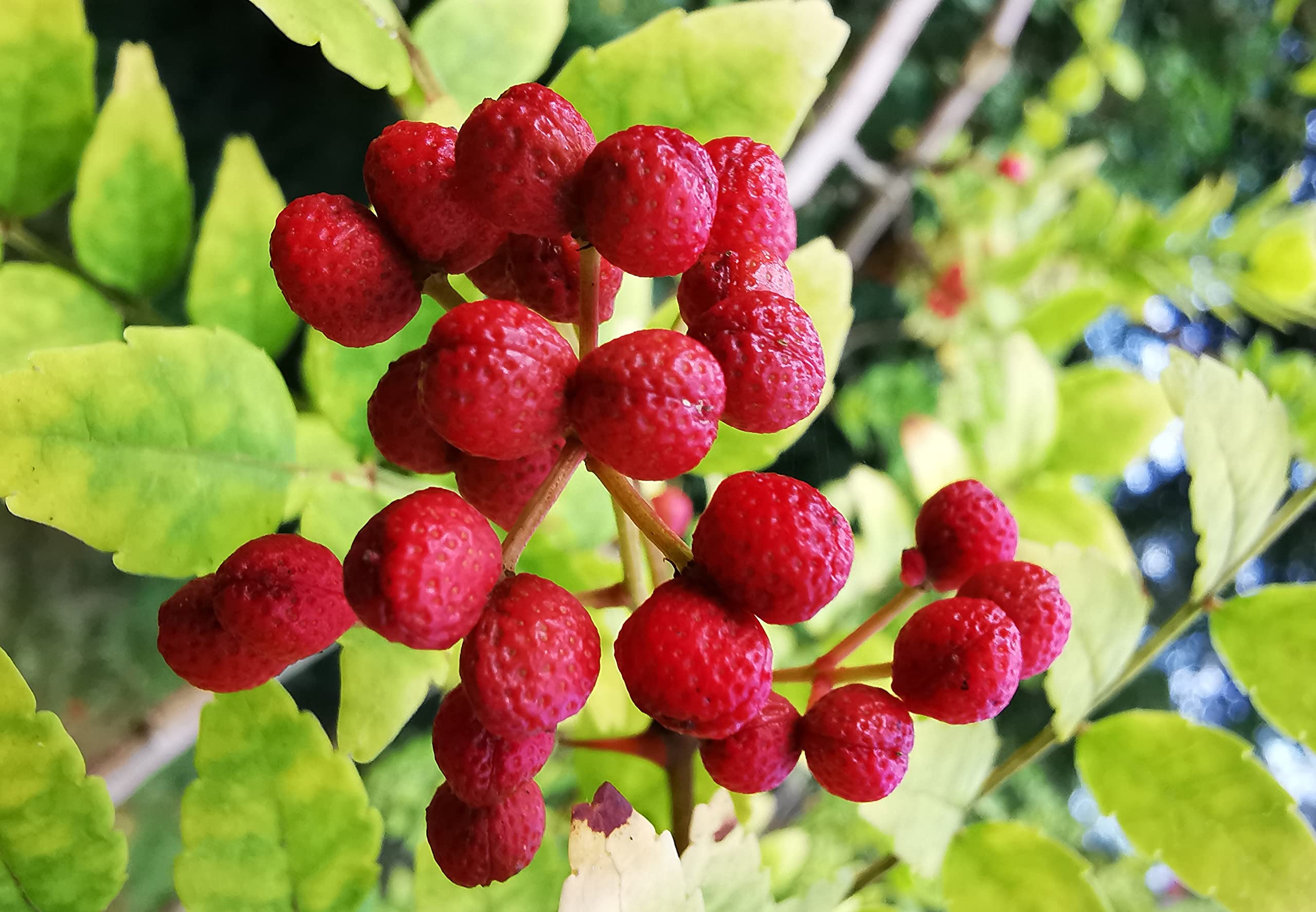 Chinese Ash Pepper seeds for planting Zanthoxylum bungeanum variety