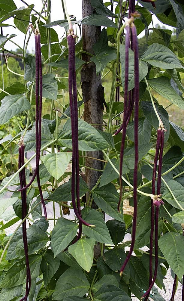 Chinese Bean Vigna unguiculata seeds for planting