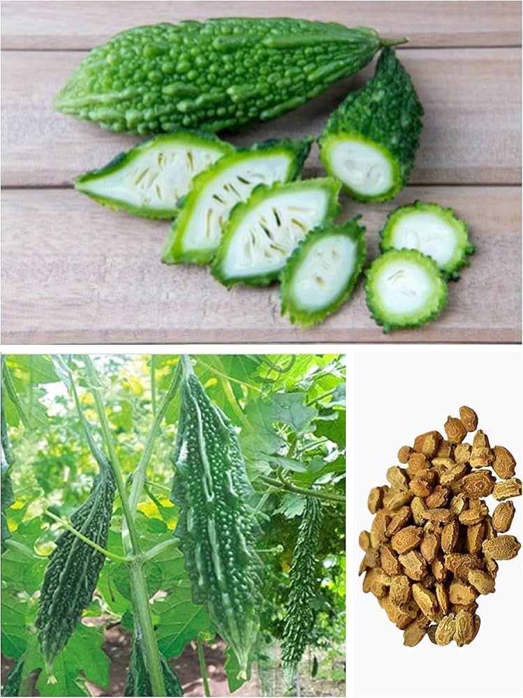 Chinese bitter gourd vines growing on trellis in garden