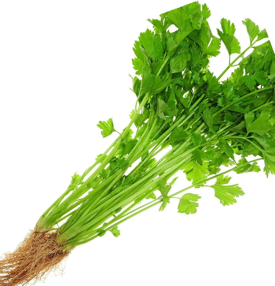 Apium graveolens Chinese Celery seeds for planting in herb garden and vegetable patch