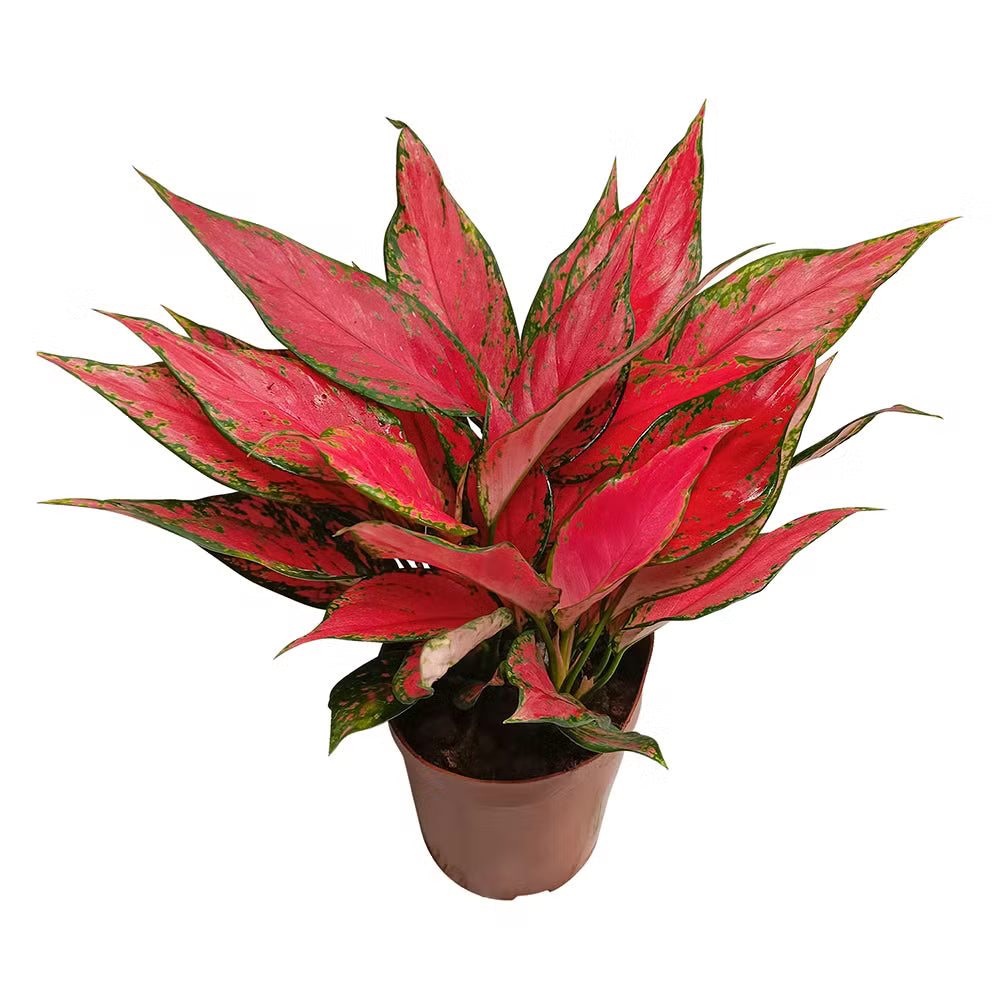 Chinese Evergreen Pink Mix thriving indoors