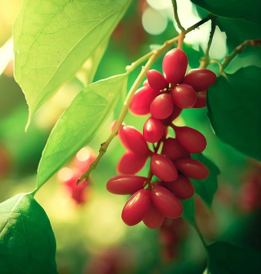 Chinese Magnolia Vine with red edible berries