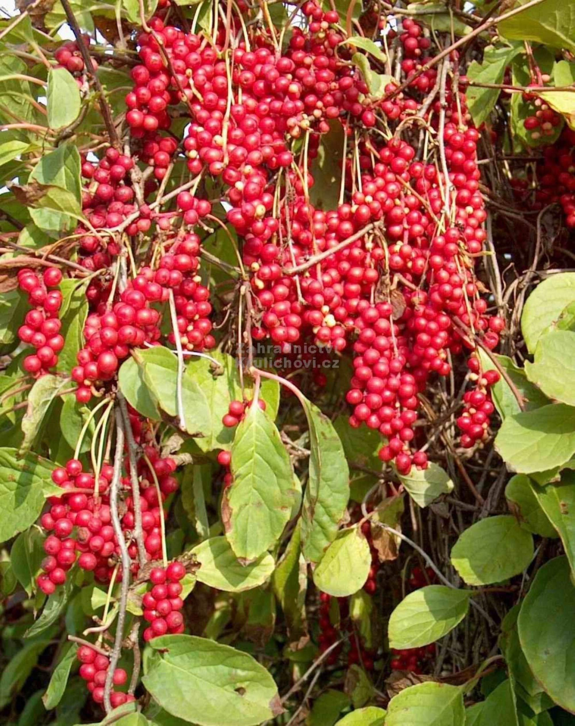 Chinese Magnolia Vine seeds for planting Schisandra chinensis