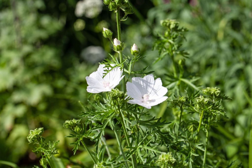 Frilly edible leaves of Chinese Mallow herb in garden