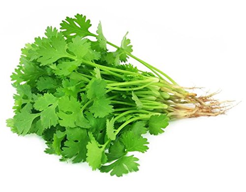 Chinese Parsley cilantro herb seeds