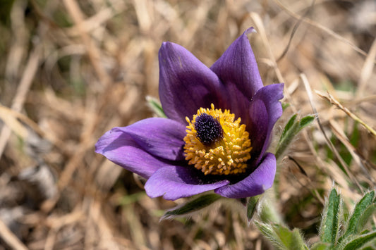 Chinese Pasque Flower seeds Pulsatilla chinensis producing purple bell flowers