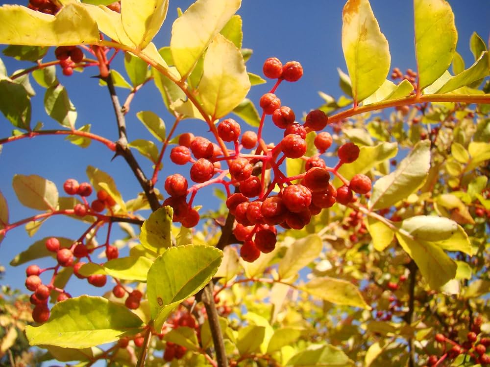 Chinese pepper plant growing in an edible backyard garden