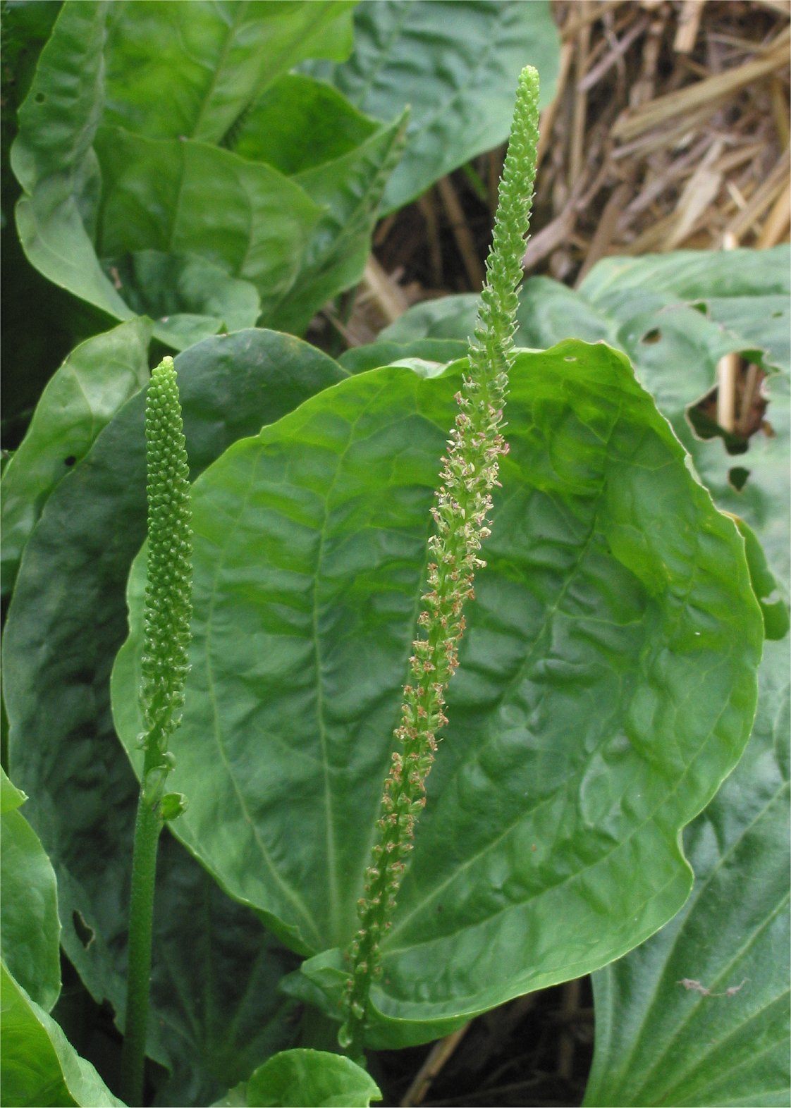 Chinese Plantain herb with greenish flower spikes