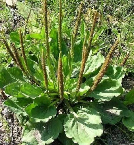 Chinese Plantain plant with green leaves and flower spikes in garden